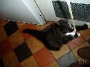 Taz4months (6) * 2048 x 1536 * (658KB)